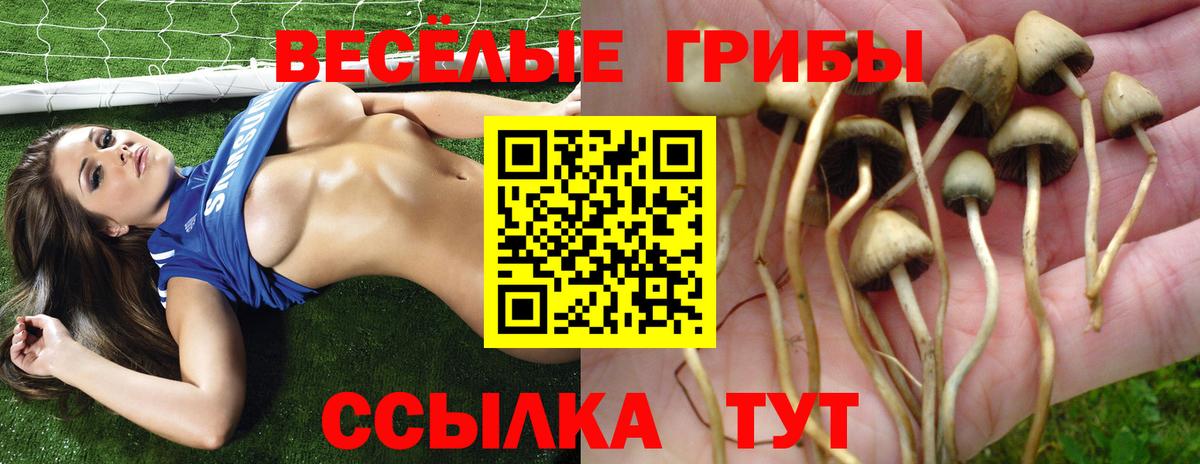 Галлюциногенные грибы Psilocybe  Вход с VPN  Свободный 
